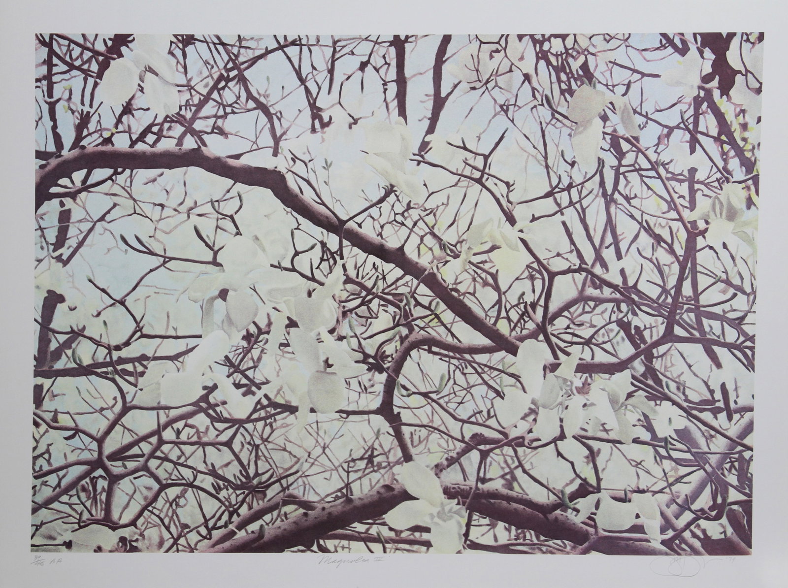 Jon D'Orazio, Magnolia IV, Lithograph: Artist: Jon D'Orazio, American (1942 - ) Title: Magnolia IV Year: 1979 Medium: Lithograph, signed and numbered in pencil Edition: 300, AP 45 Image Size: 21 x 30 inches Size: 25 in. x 33 in. (63.5 cm x