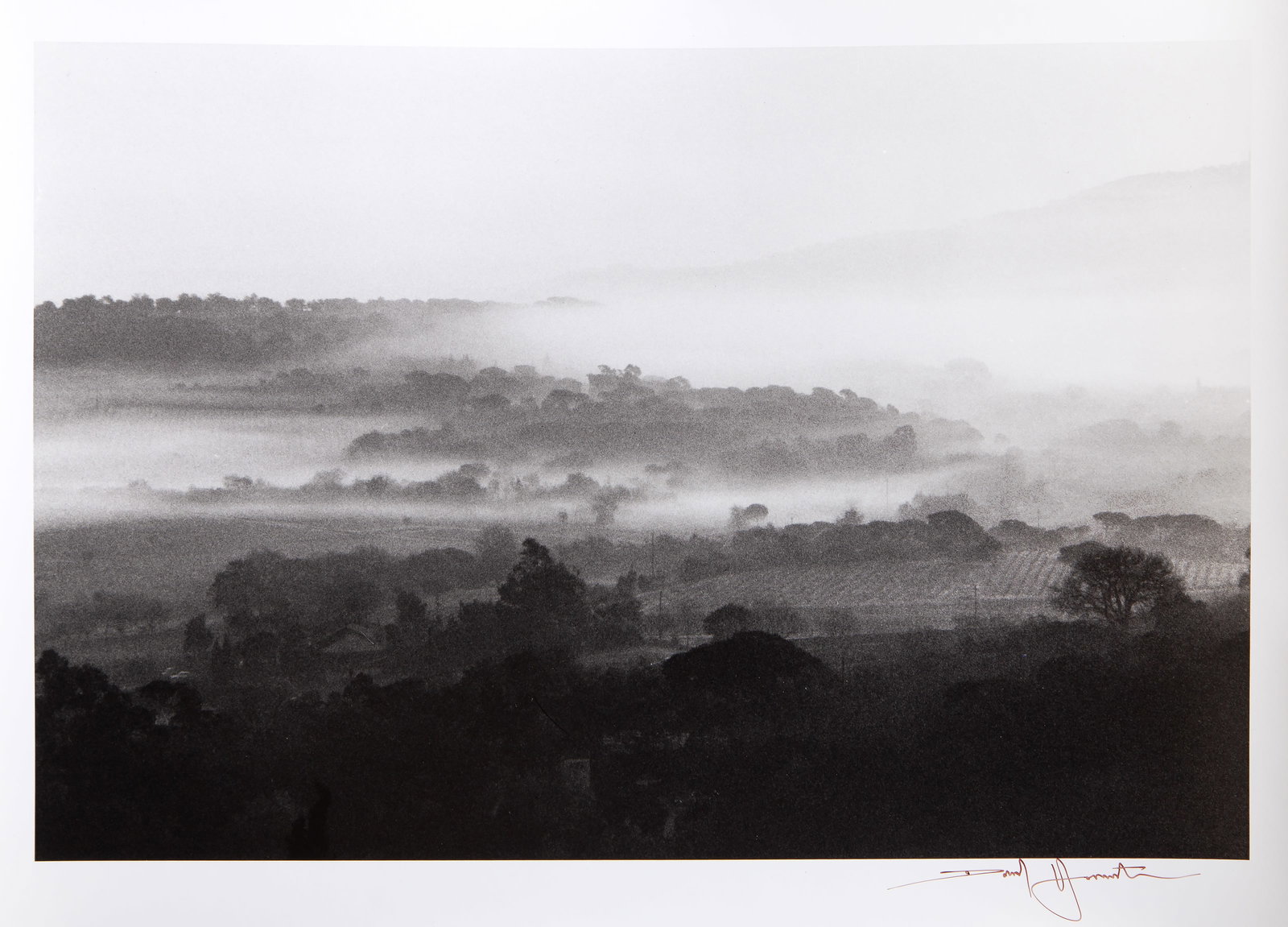 David Hamilton, Vineyards, Photograph (1 of 4)