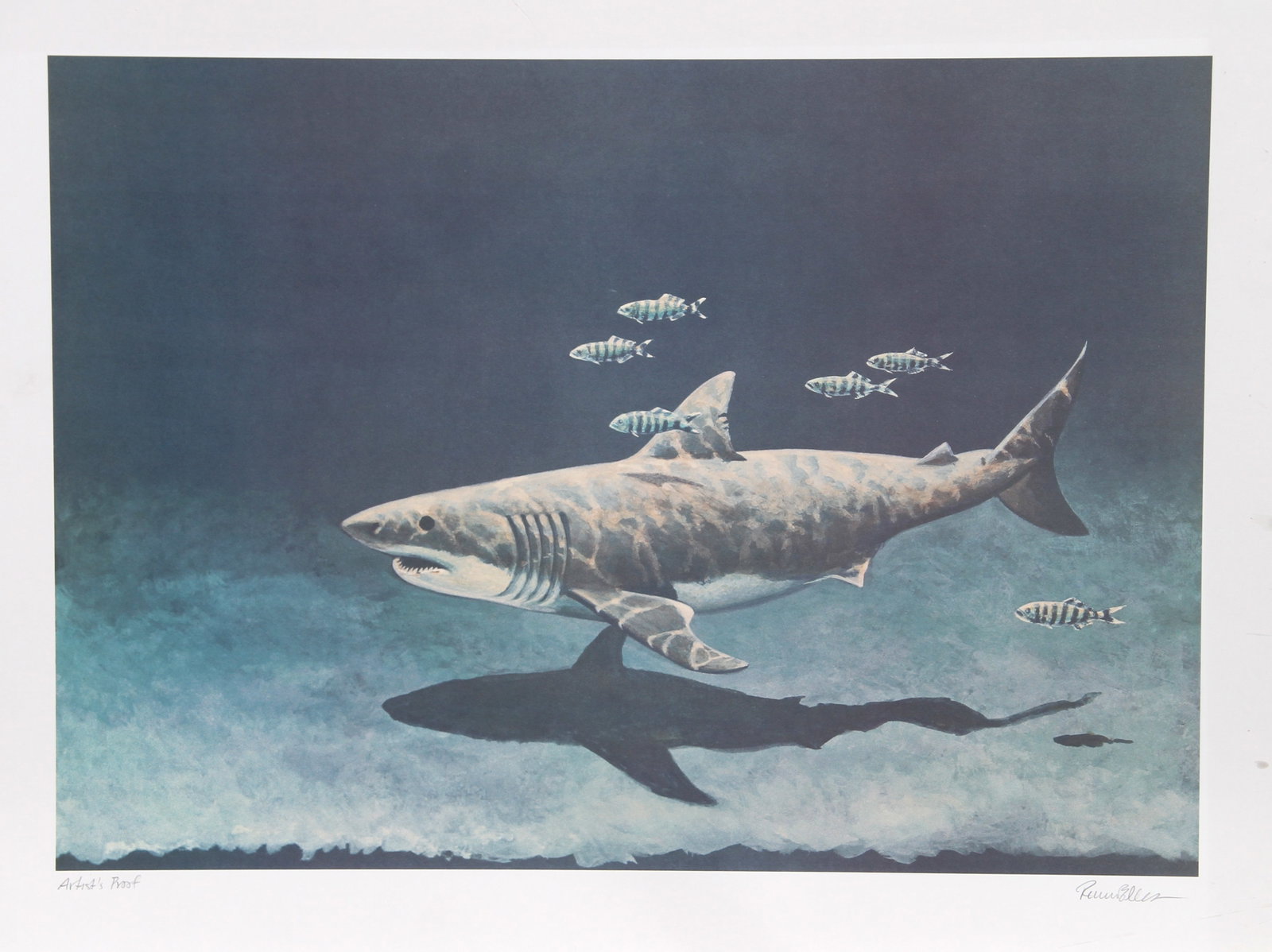 Richard Ellis, Great White Shark, Lithograph: Artist: Richard Ellis, American (1938 - ) Title: Great White Shark Year: circa 1979 Medium: Lithograph, signed and numbered in pencil Edition: 500 Image Size: 18 x 25 inches Size: 22 in. x 30 in. (55.