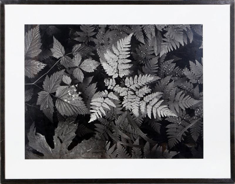 Rain Dew, Photograph: Artist: Unknown Title: Rain Dew Medium: Photograph Image Size: 19 x 25.5 inches Size: 26 x 33 in. (66.04 x 83.82 cm)