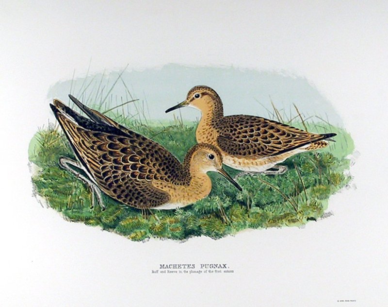 John Gould, Machetes Pugnax, Lithograph: Artist: John Gould, English (1804 - 1881) Title: Machetes Pugnax Year: 1974 Medium: Lithograph Size: 19.5 x 25.5 in. (49.53 x 64.77 cm)