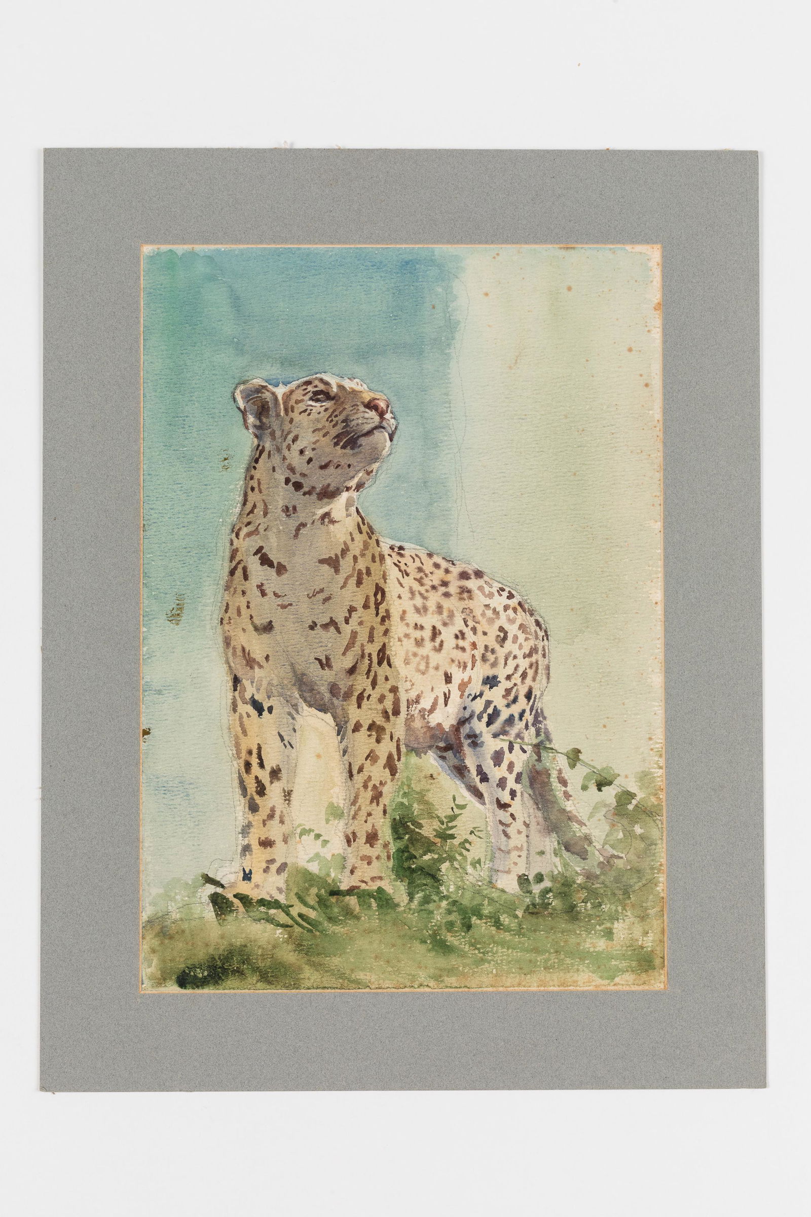 GRIGORY GLUCKMANN: 1898 - 1973 Ghepardo Acquarello su carta, cm 41X30