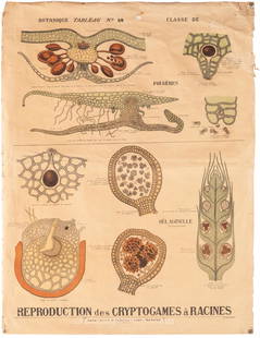 Reproduction des Cryptogames à Racines: Tavola Didattica Uso Botanico [Carta Telata] Edito Imprimerie Monrocq, Paris Epoca 1935 ca. Misure h 118 x L 89 cm Condizioni Generali Discrete