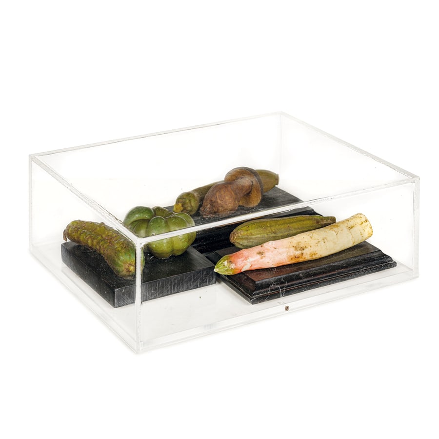 UNDICI COMPOSIZIONI IN CERA POLICROMA, XX SECOLO: raffiguranti verdure diverse poggianti su base in legno ebanizzato e raccolte in tre teche di plexiglass; difetti, fenditure e restauri in alcuni elementi La teca maggiore, cm 10X31,5X27 ELEVEN PAINTE