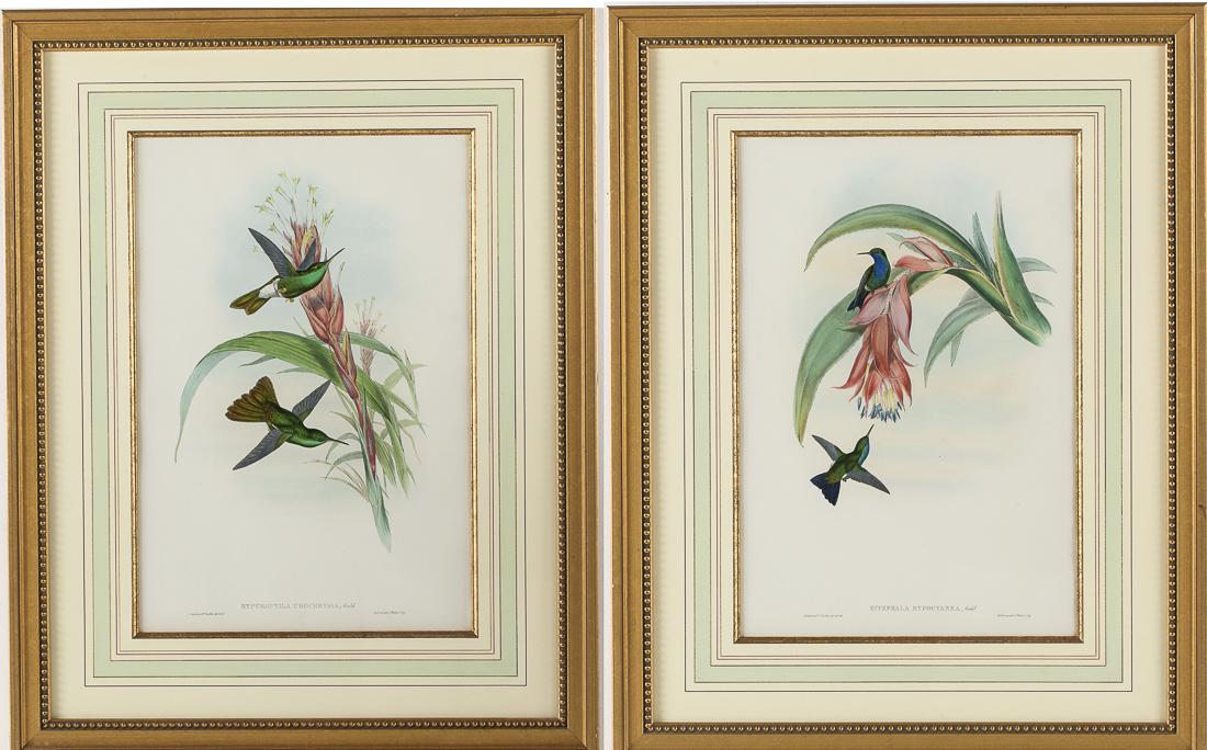 John Gould and HC Richter Hummingbirds: Property from a Savannah, GA Estate two hand colored lithographs, one titled 'Acephala Hypocapnia, Gould', the other titled 'Hyperopia Urochrysia, Gould', each French matted and framed. Frame size: 30