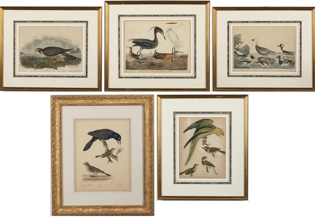 4 Alexander Wilson Bird Engravings and Another: Property from a Private Collection, Hilton Head Island, SC comprising Great Footed Hawk (multiple tears and loss to bottom right edge, some foxing, frame size 17 1/2 in. x 21 1/4 in.), Various Ducks E