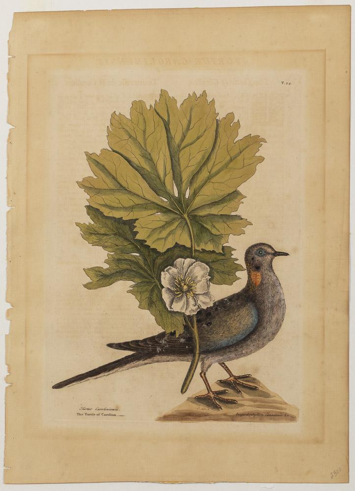 Mark Catesby, The Turtle of Carolina: Property from a Private Collection, Hilton Head Island, SC (British, 1679-1749), Hand-colored engraving, on laid paper with J. Whatman watermark, with Strasbourg Lily watermark, matted and framed. Fra