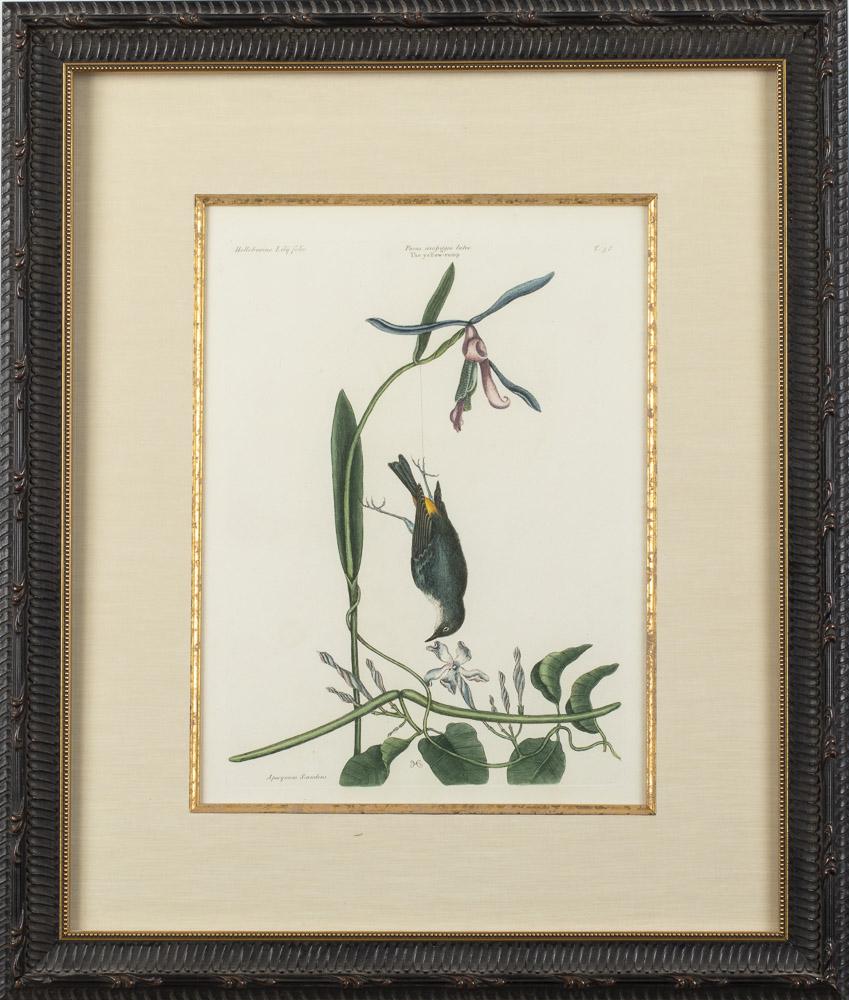 Mark Catesby, Yellow Rump, Hand Colored Engraving: Property from a Savannah, GA Estate Yellow Rump, Hand Colored Engraving, initial signed in the plate, and with plate number 58 upper right corner, fromÃ‚ The Natural History of Carolina, Florida an