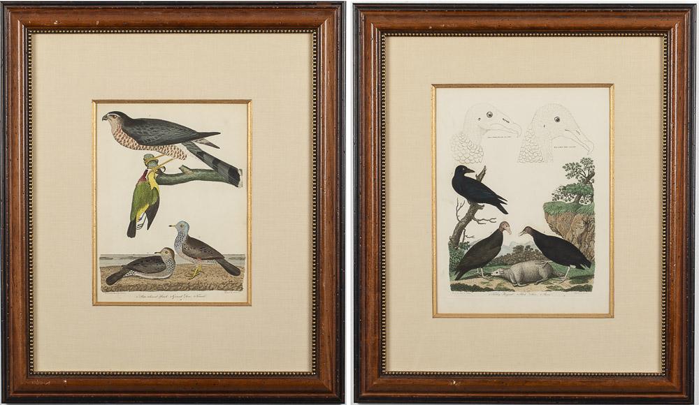 Alexander Wilson, 2 Hand-Colored Engravings of Birds: Property from a Savannah, GA Estate engraved by A. Lawson, one depicting buzzards with a sheep, the other a hawk and ground dove, matted and framed. Frame size: 27 1/8 in. x 23 1/8 in. By sight: H. 15