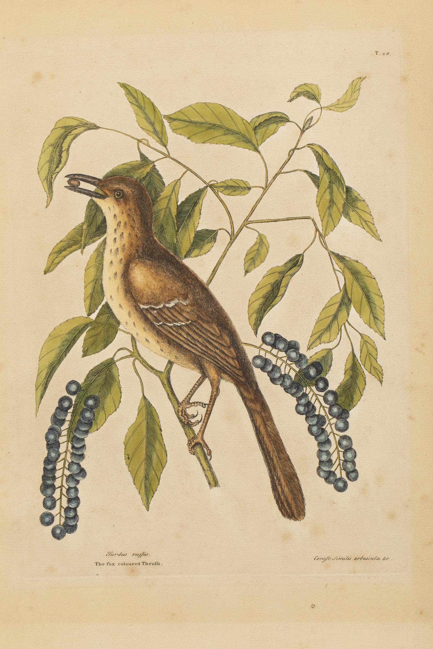 Mark Catesby, The Fox Colored Thrush, Engraving: Mark Catesby, The Fox Colored Thrush, Engraving, (British, 1679-1749), the fox colored Thrush, T.28, fromÂ The Natural History of Carolina, Florida and The Bahama Islands, 1731-1743 edition,