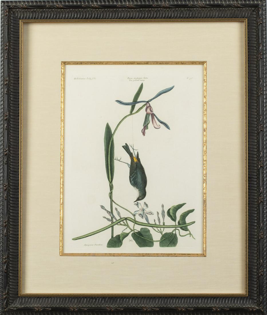 Mark Catesby, Yellow Rump, Hand Colored Engraving: Yellow Rump, Hand Colored Engraving, initial signed in the plate, and with plate number 58 upper right corner, fromÂ The Natural History of Carolina, Florida and The Bahama Islands, 1731-174