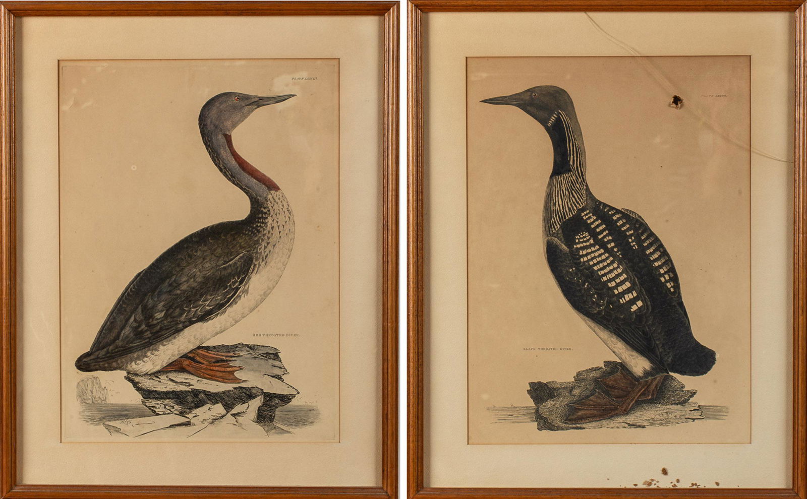 Two P.J. Selby Hand-Colored Engravings of Birds (1 of 18)