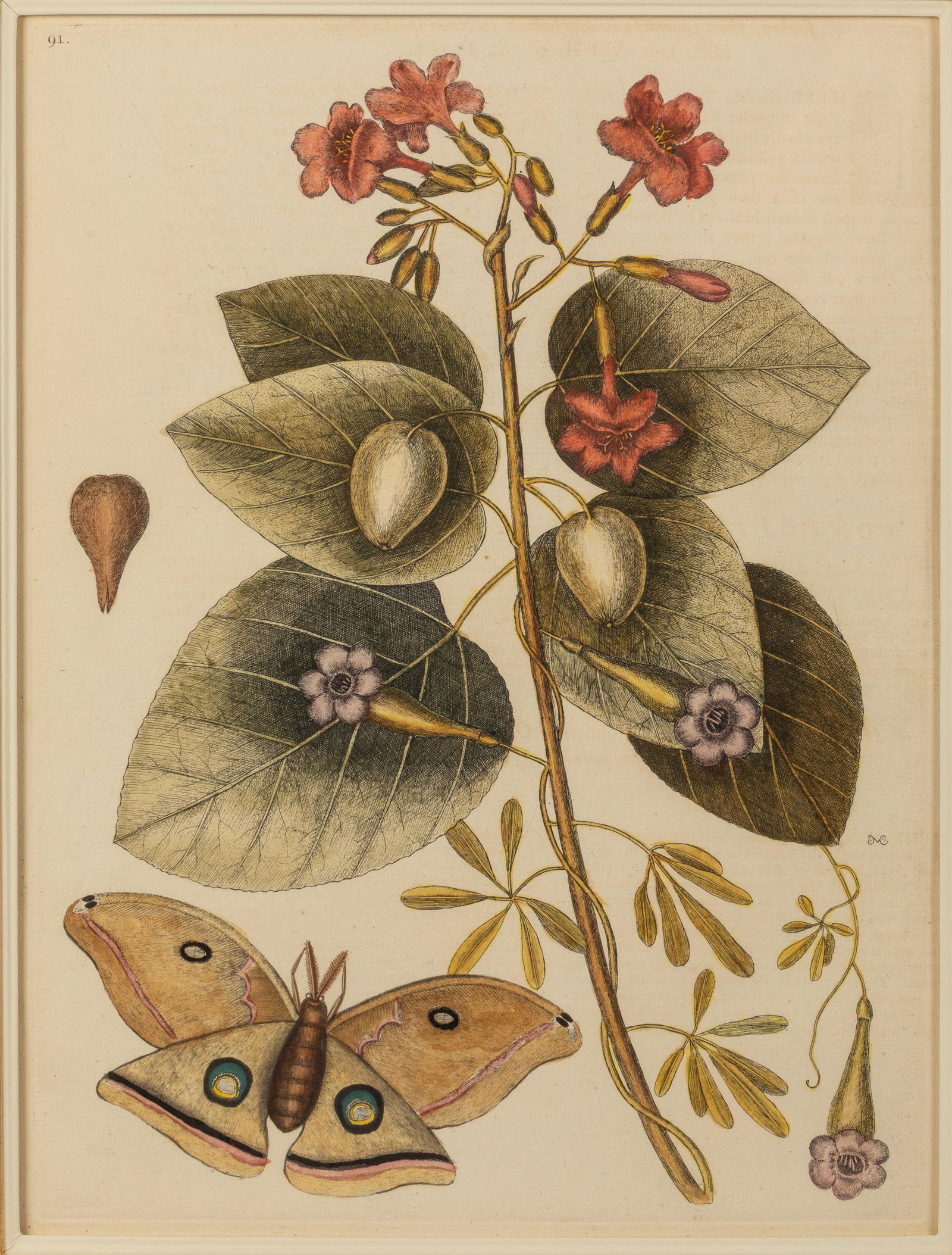 Mark Catesby, Plate 91, Moth and Flower, Engraving: Property from the Collection of John and Virginia Duncan, Savannah, GA Description: Mark Catesby, (British, 1679-1749), Plate 91, with Moth and Flower, Hand Colored Engraving, initial signed right