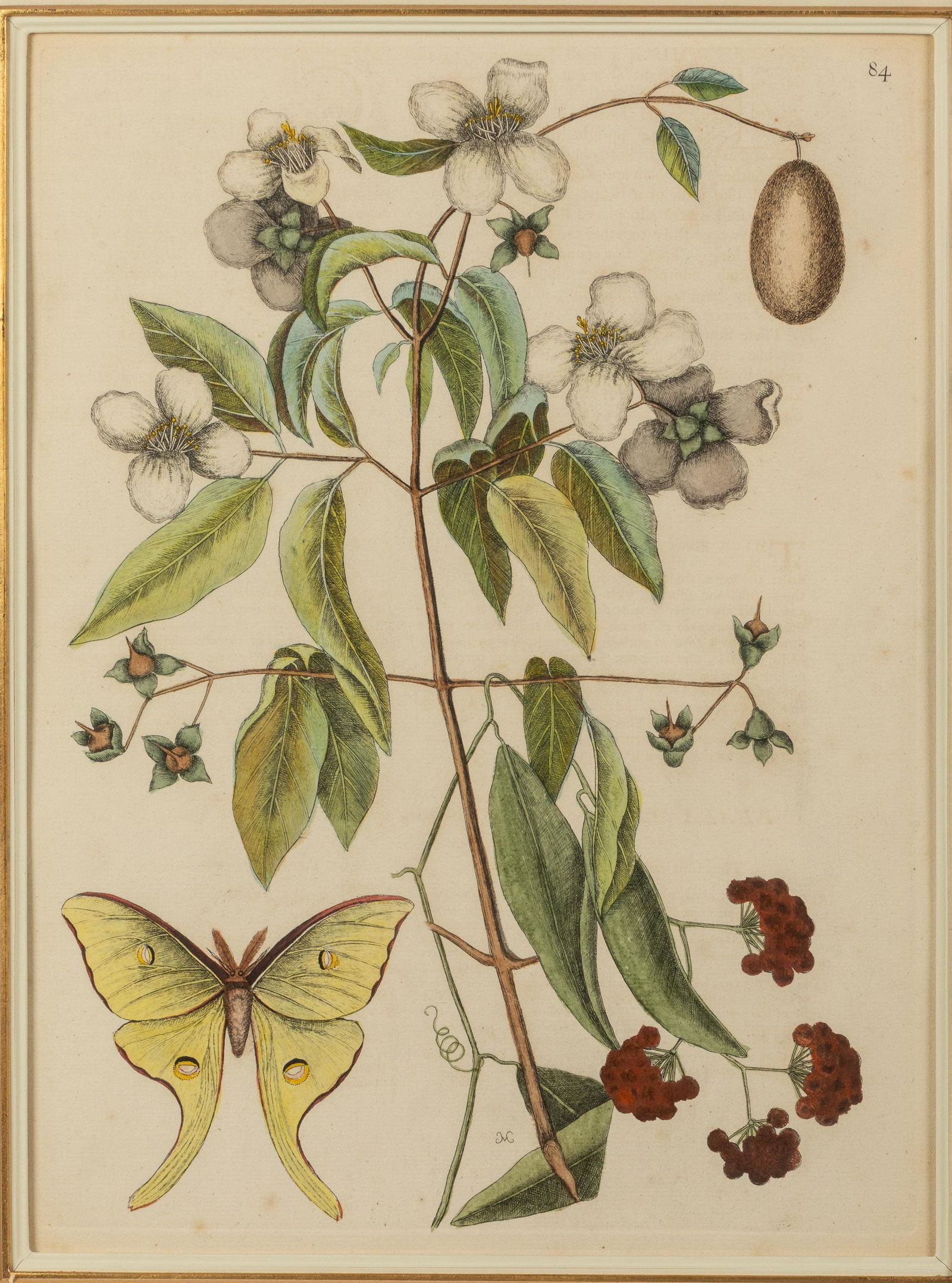 Mark Catesby, Plate 64, Moth and Flowers, Engraving: Property from the Collection of John and Virginia Duncan, Savannah, GA Description: Mark Catesby, (British, 1679-1749), Plate 64, with Moth and Flowers, Hand Colored Engraving, initial signed lowe