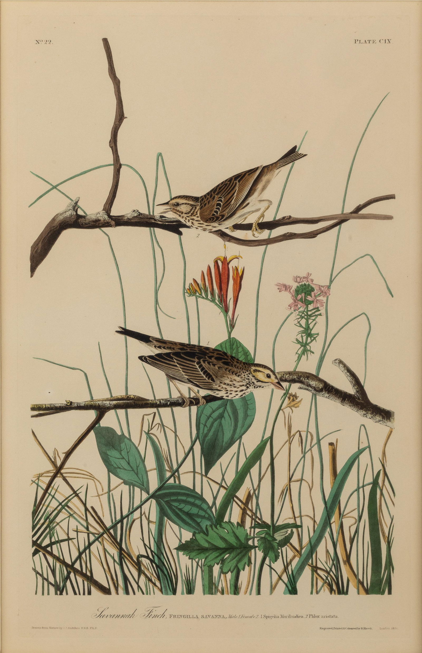 J. J. Audubon, Savannah Finch, Havell Ed. 1833 (1 of 16)