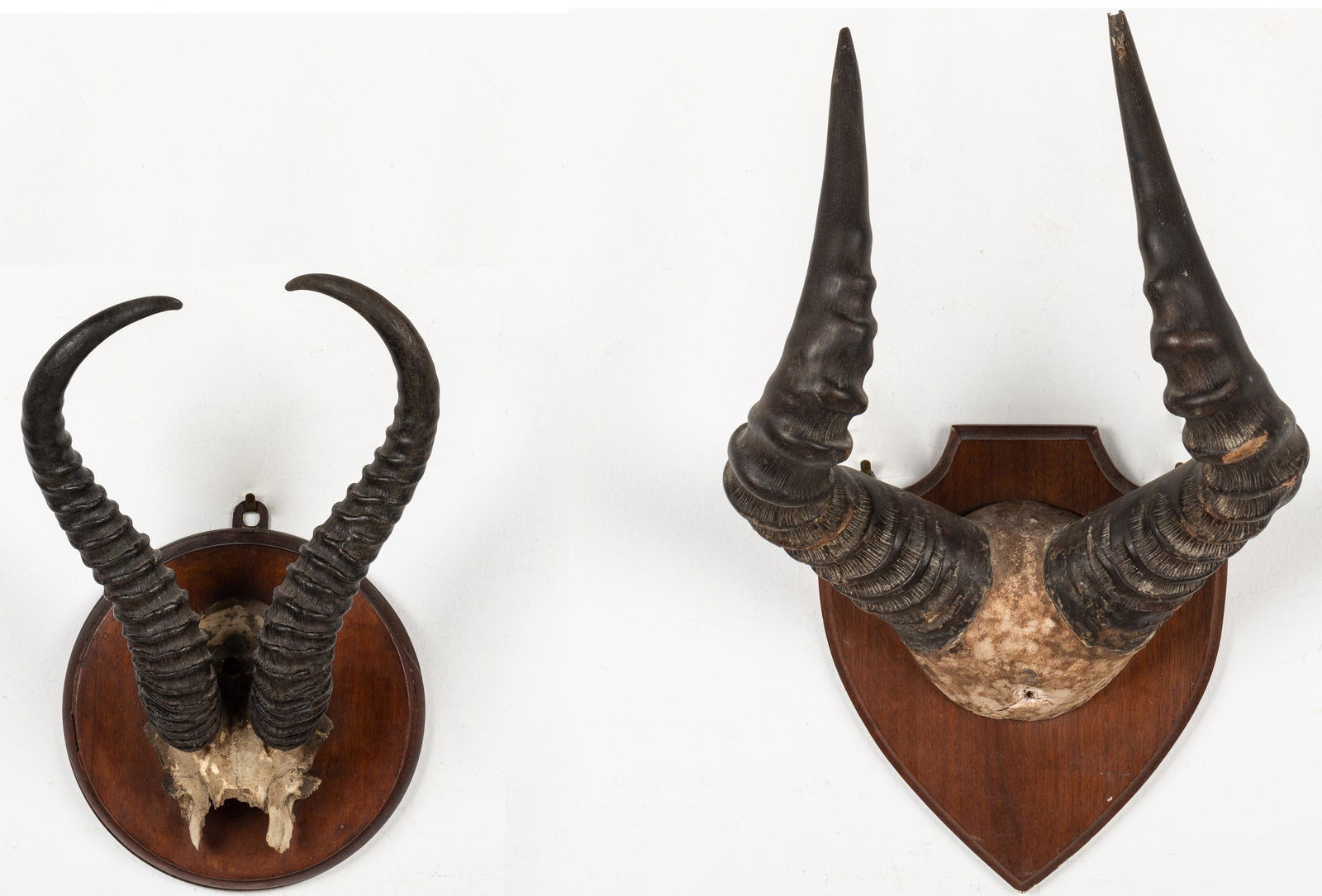Two Mounted Antelope Horns (1 of 14)