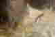 item-137235243=10