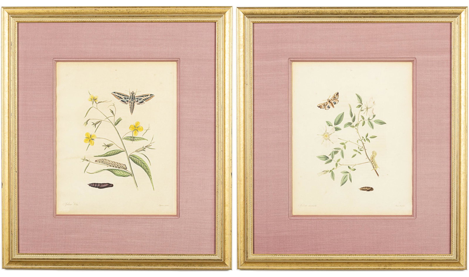 2 John Abbot  Hand Colored Botanical Engravings (1 of 16)