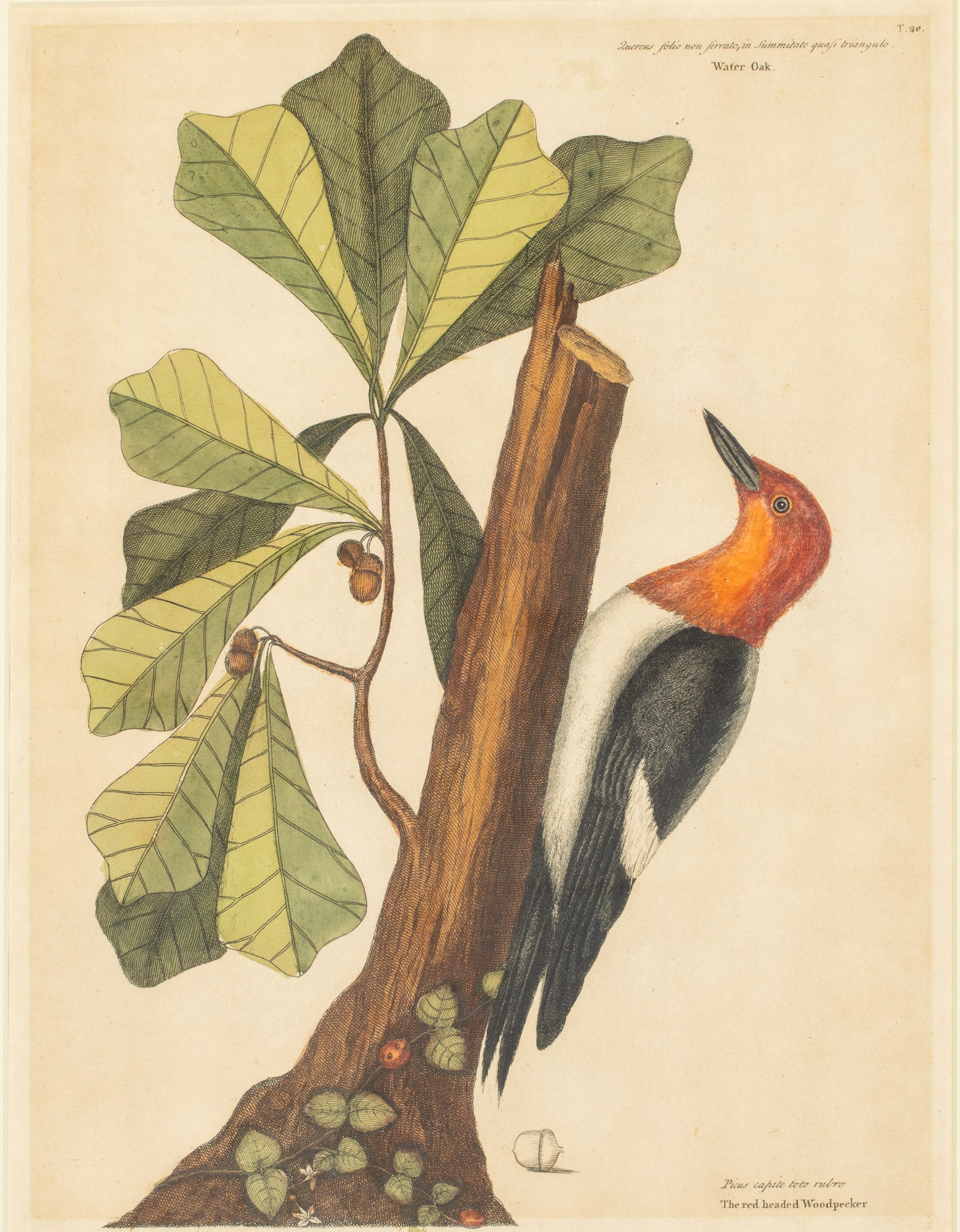 Mark Catesby, Red Headed Woodpecker, Engraving, 18 C: Property from a Private Collector, Savannah, GA Description: Mark Catesby (British, 1683-1749) Red Headed Woodpecker, Engraving, 18th C, depicting a red headed woodpecker on a tree branch, upper r