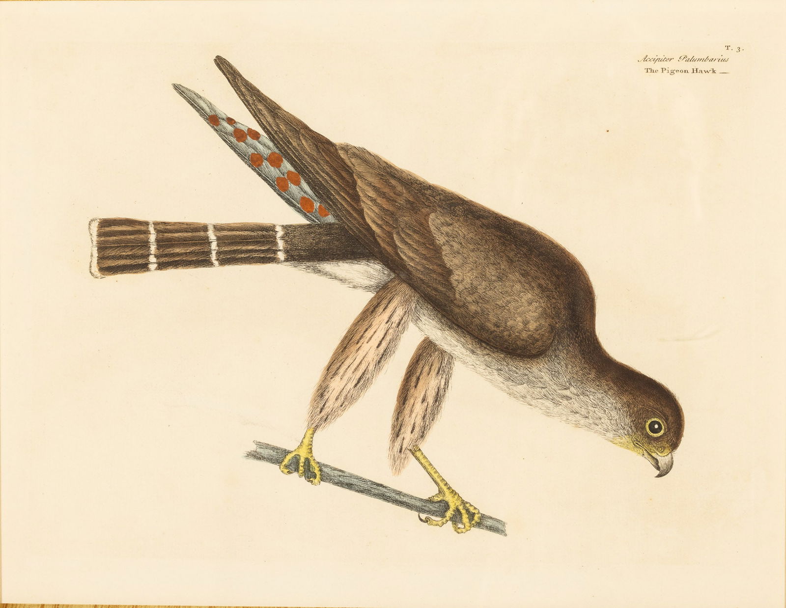 Mark Catesby, The Pigeon Hawk Hand Colored Engraving: Property from the Collection of Esther Shaver, Beaufort, SC Description: Mark Catesby Mark Catesby (GA/UK, 1683-1749), The Pigeon Hawk, Hand Colored Engraving, Probably 2nd edition, titled "Accipi