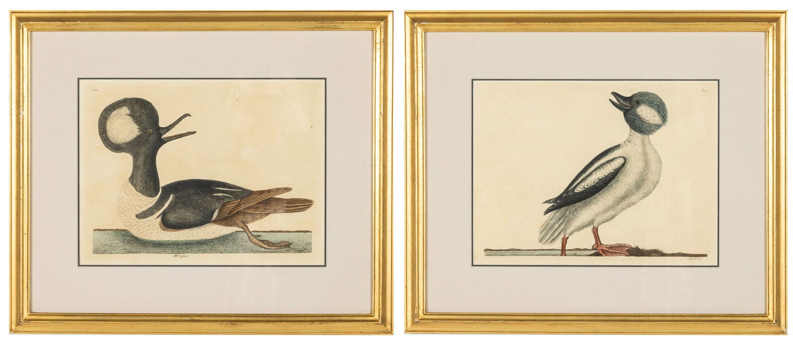 Mark Catesby, The Round Crested Duck & Buffle Duck: Property from the Collection of Esther Shaver, Beaufort, SC Description: Mark Catesby (GA/UK, 1683-1749), The Round Crested Duck and the Buffle Duck, Hand Colored Engravings, 3rd Edition, the firs