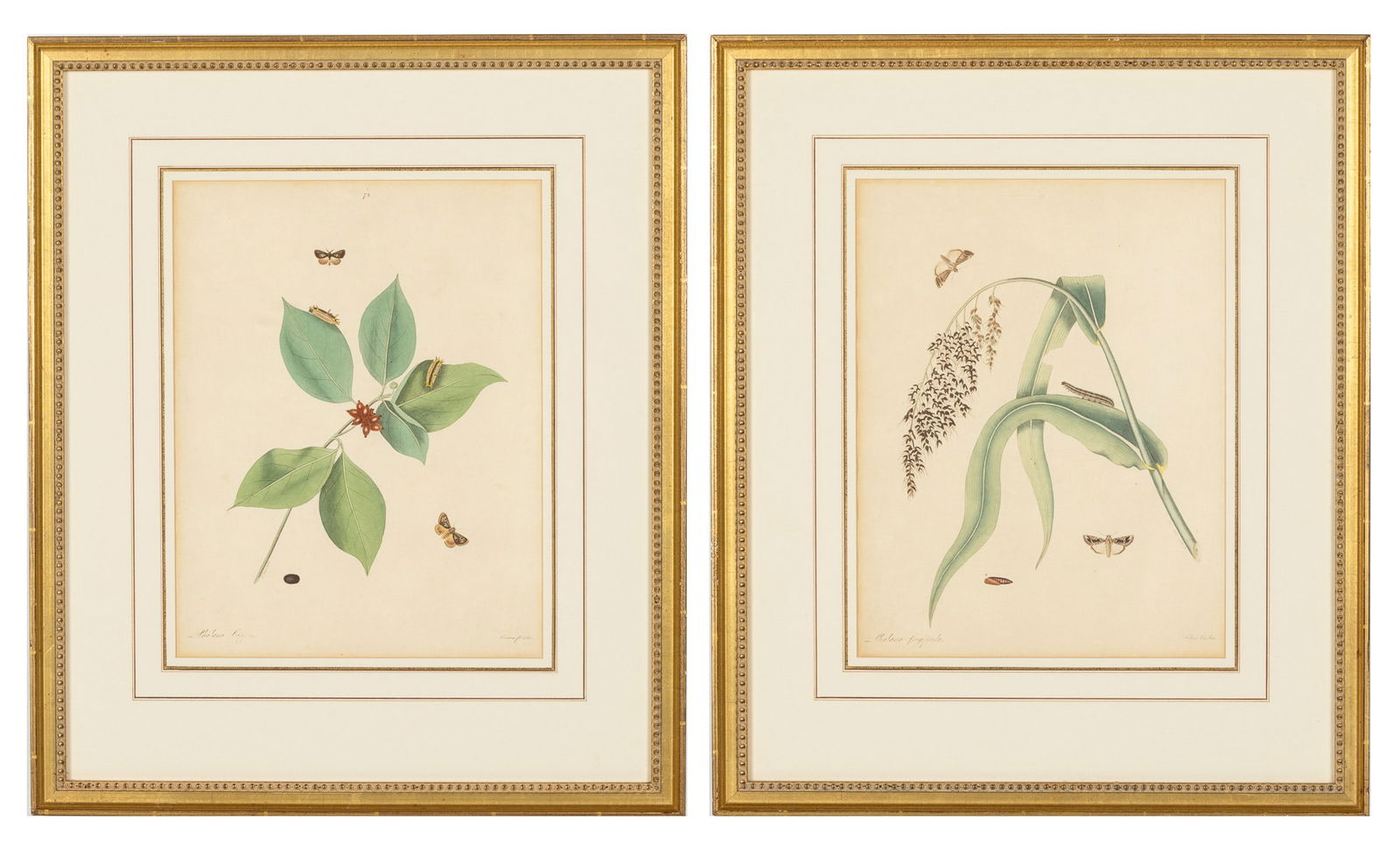 John Abbot (1751-1840), Two Hand Colored Engravings (1 of 20)