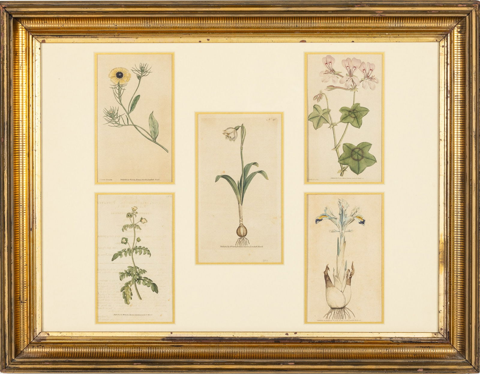Framed Botanical Prints, 18th Century (1 of 9)