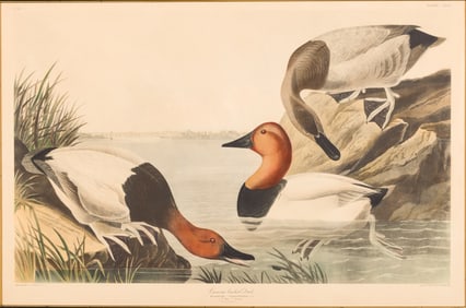 John James Audubon (1785 - 1851), Canvas Backed Duck, Havel Edtn