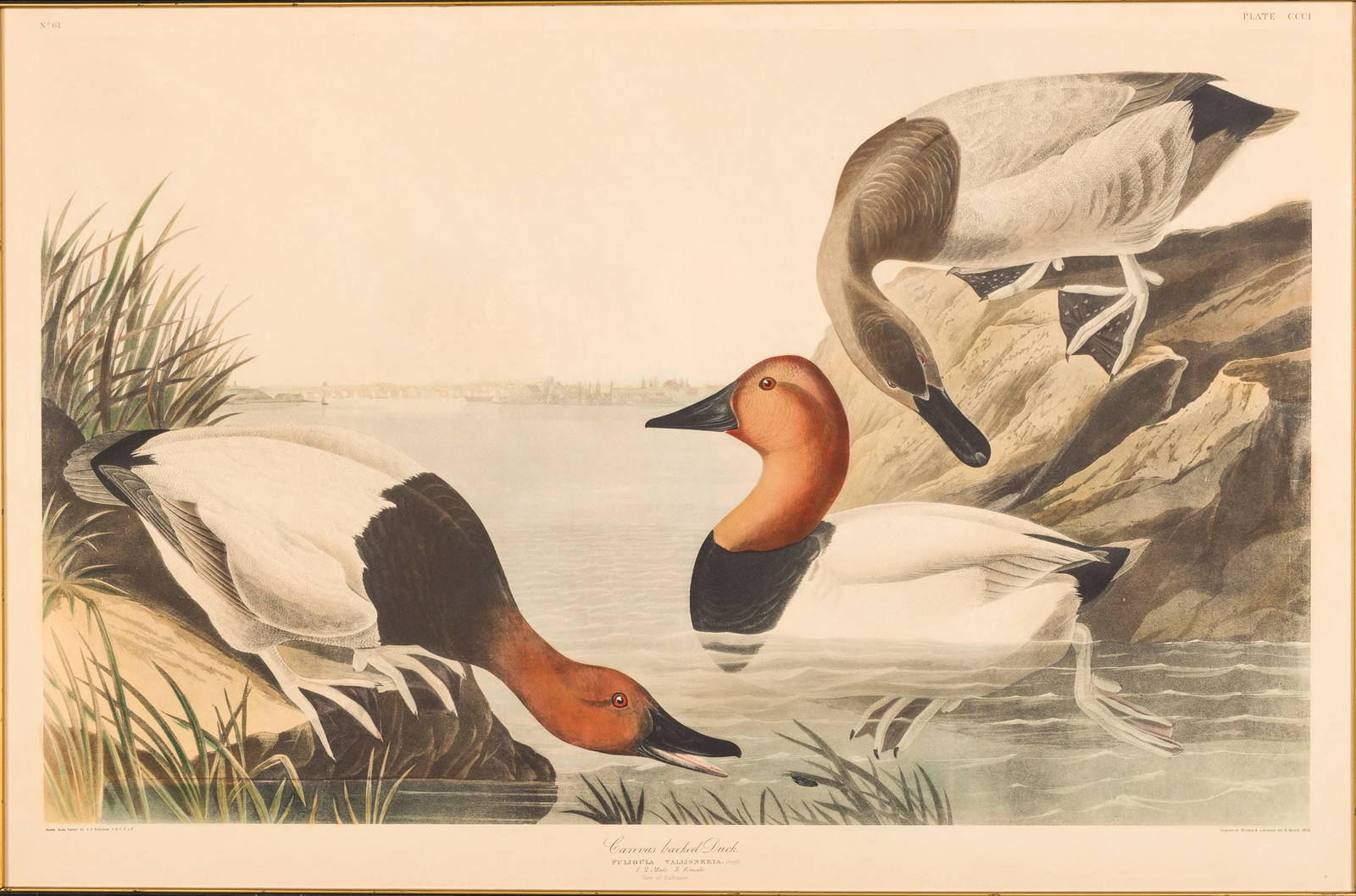 John James Audubon (1785 1851), Canvas Backed Duck, Havel Edtn Auction
