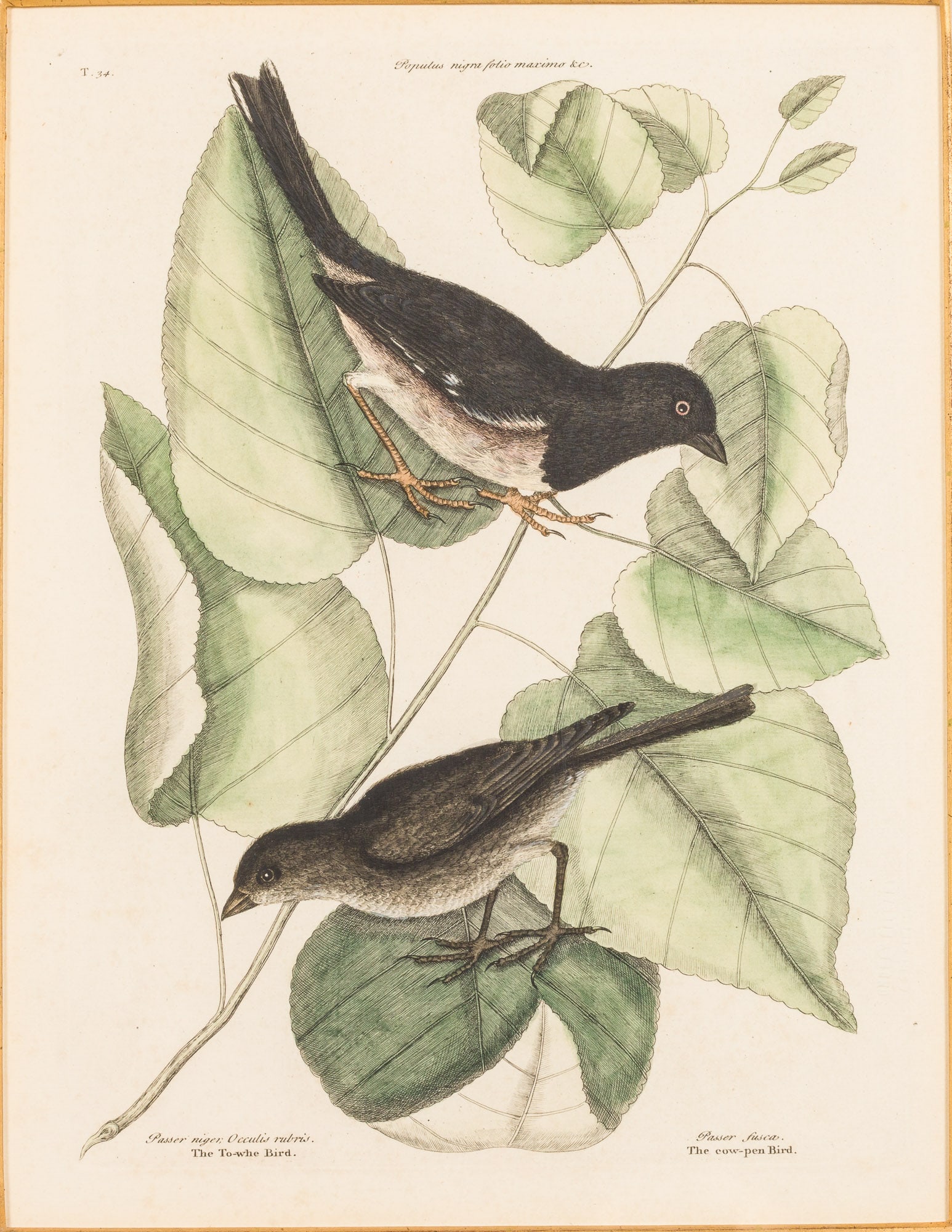 Mark Catesby, The Cow-Pen Bird and To-Whe Bird, Engraving (1 of 12)