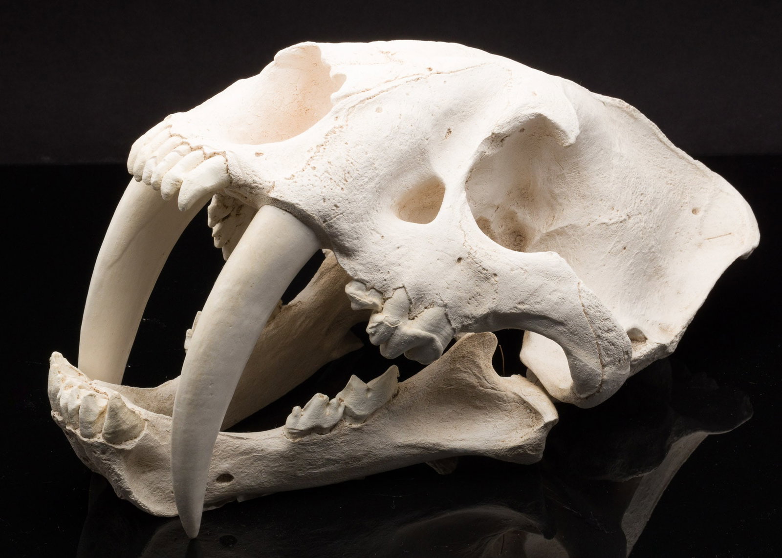 Sabre Tooth Tiger Porcelain Skull Cast: Description: Sabre Tooth Tiger Porcelain Skull Cast, cast white porcelain skull in two pieces wired together, on a wood base with metal plaque. Measurements: Height: of skull 9