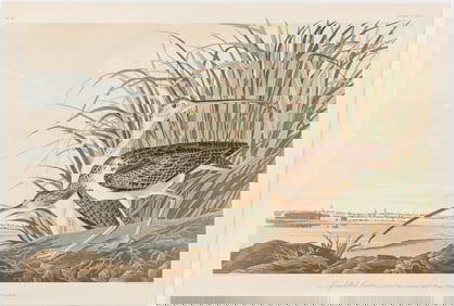 After J.J. Audubon (1785-1851), Long-billed Curlew, Offset Litho