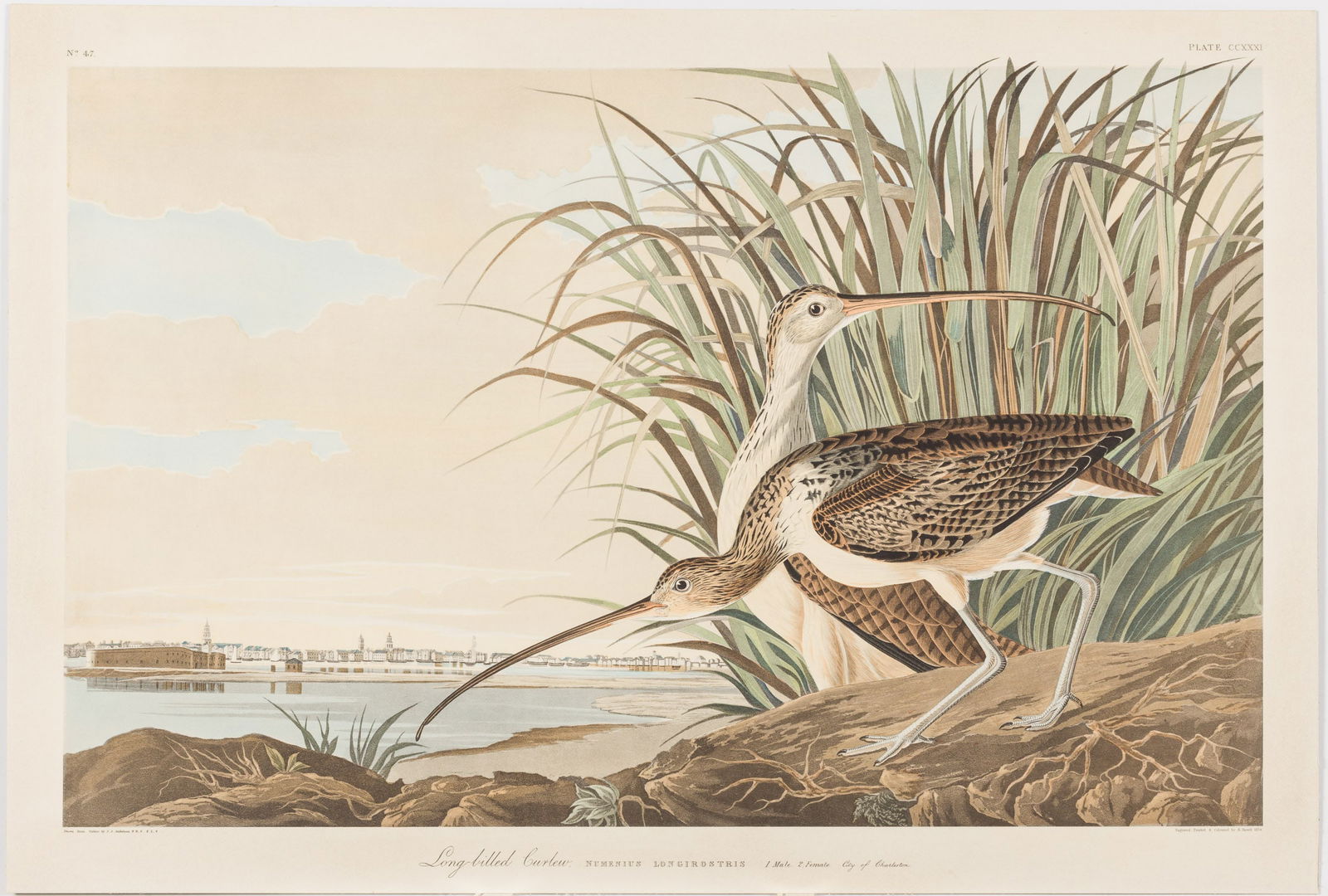 After J.J. Audubon (1785-1851), Long-billed Curlew, Offset Litho (1 of 15)