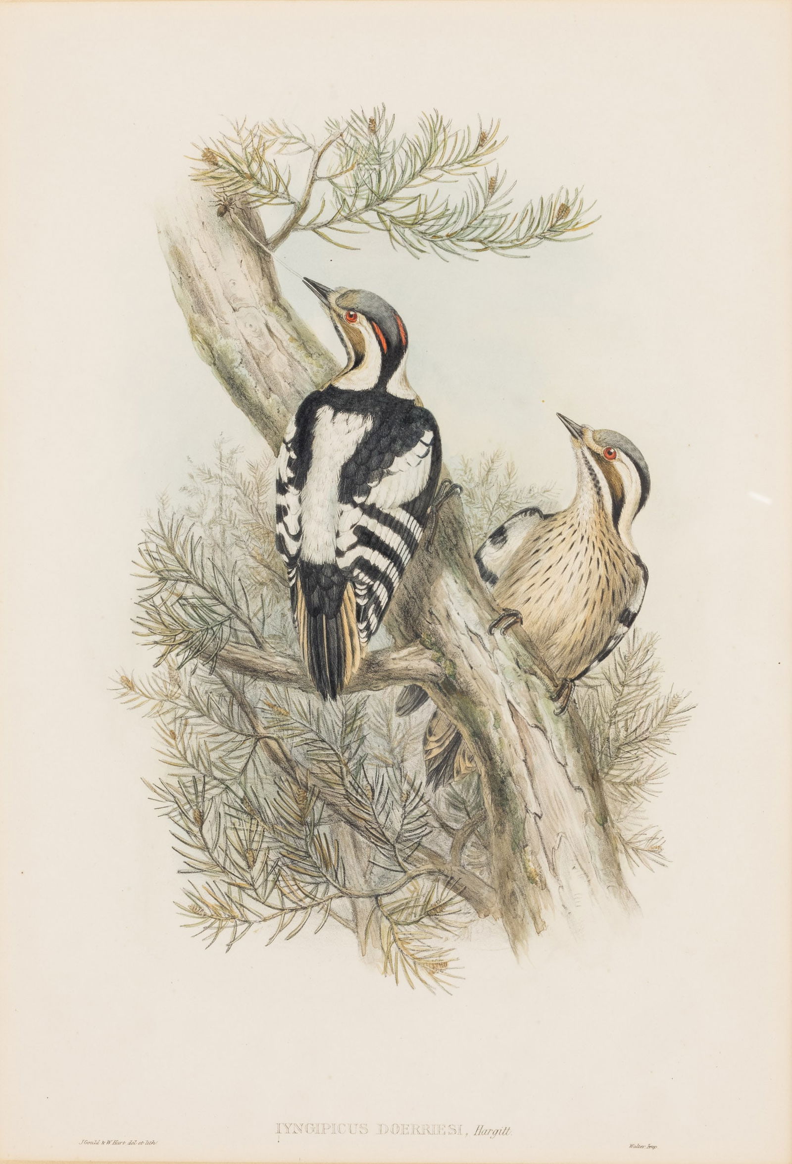 J. Gould & W. Hart, Birds in Pine Tree, Lithograph: Property of Belinda McLain and the Hector Dewart Estate Description: J. Gould & W. Hart, Birds in Pine Tree, Lithograph, botanical print depicting two Hargitt wood peckers in a pine tree, captione