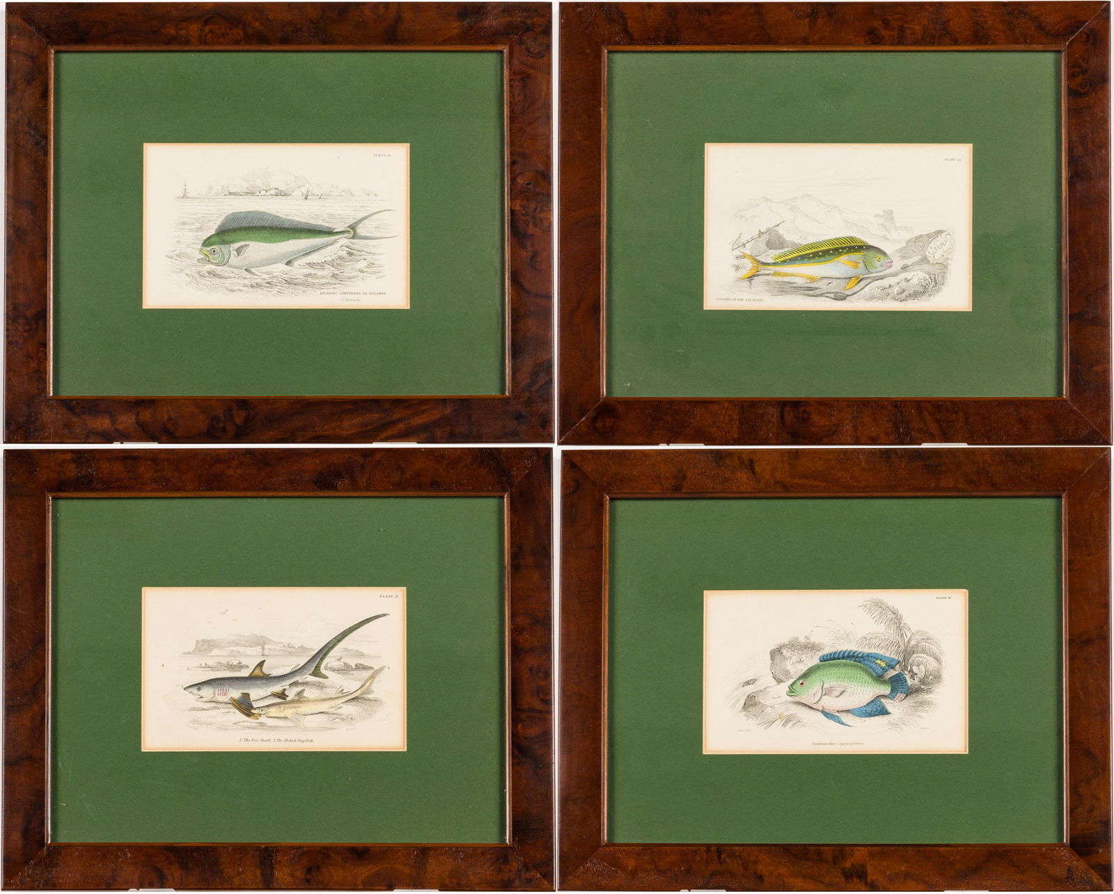 Group of Four W. H. Lizars Fish Prints (1 of 18)