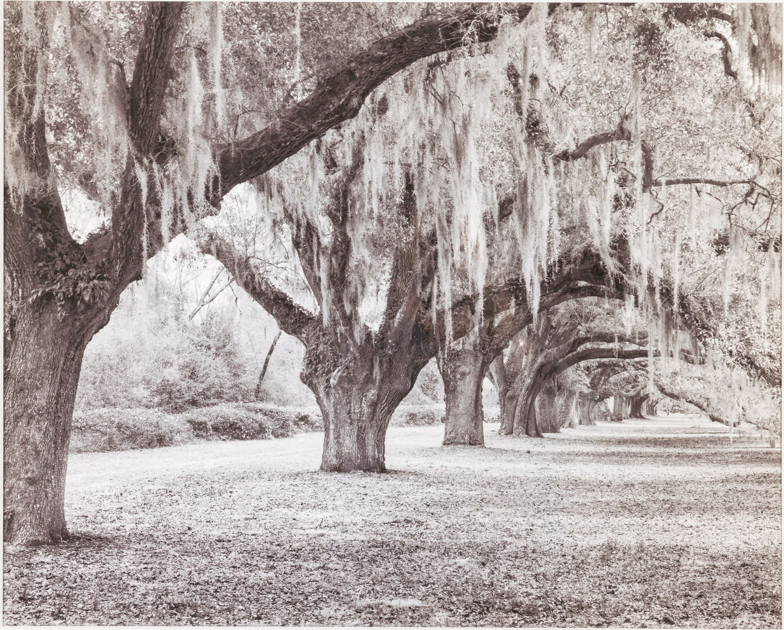 Julia Cart (SC,20th/21st C) Moss Draped Oaks, Giclee (1 of 11)