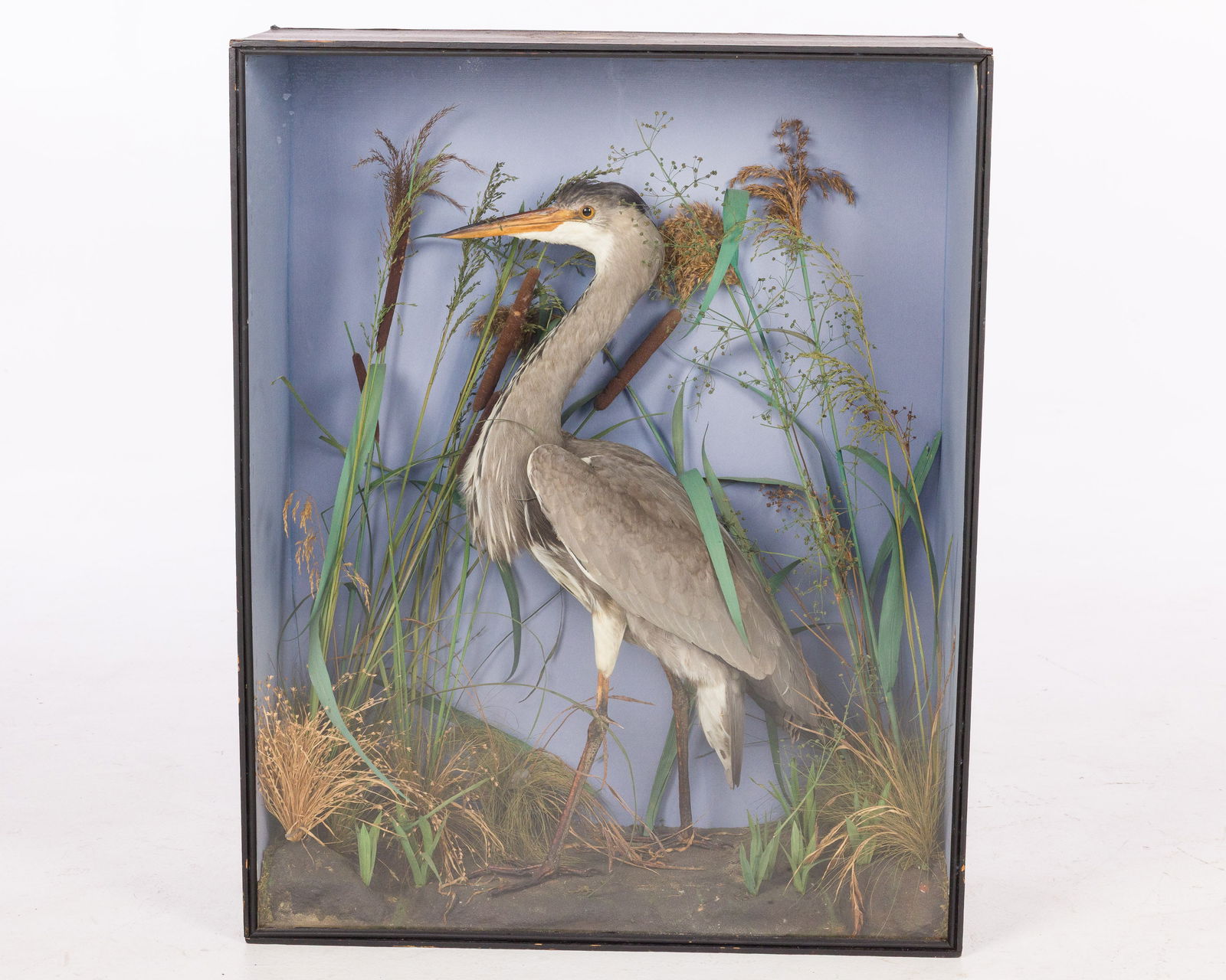 Victorian Heron in Diorama Case, 19th C (1 of 11)