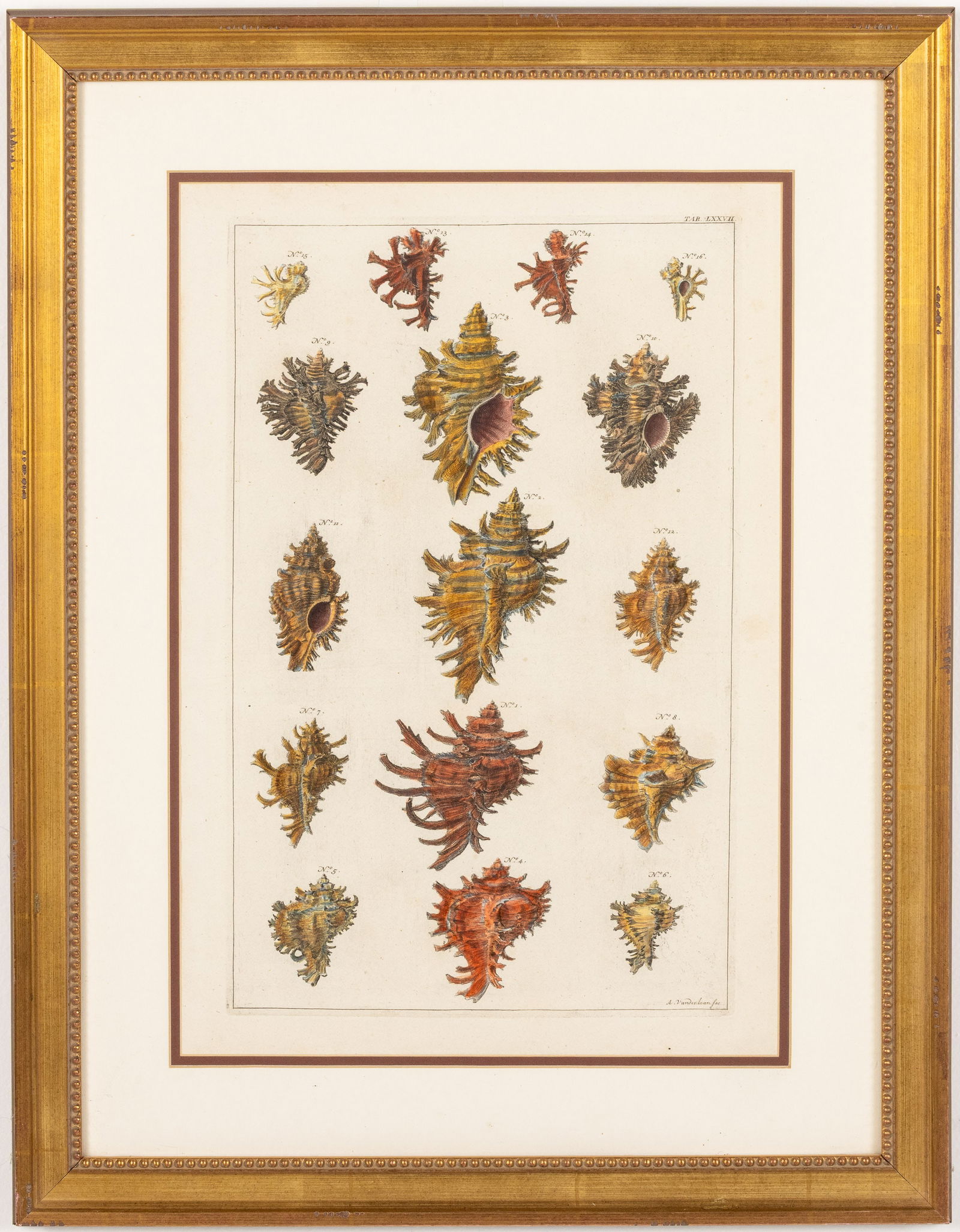 Two Hand Colored Engravings of Shells (1 of 17)