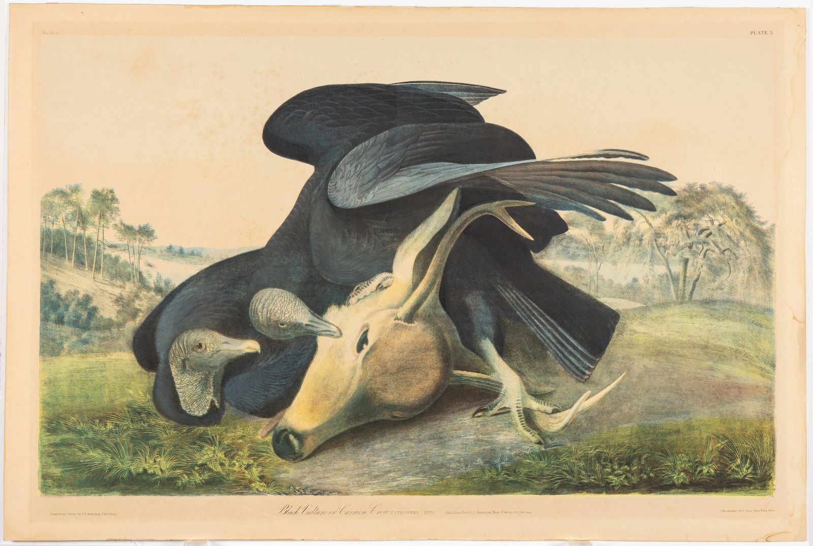 J. J. Audubon, Black Vulture Carrion Crow, J. Bien (1 of 19)