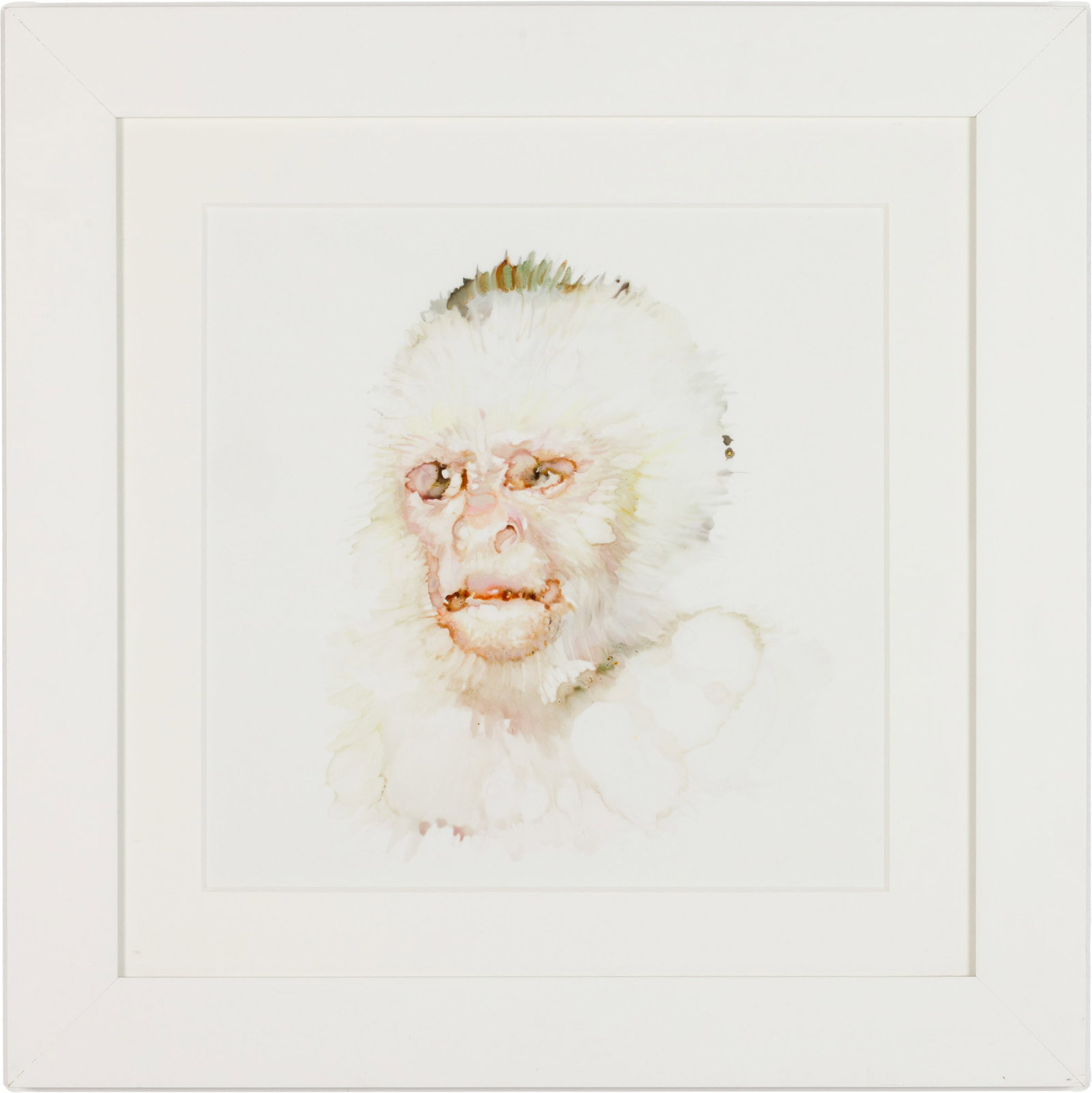 Monica Cook, Untitled Monkey, Ink on Frosted Mylar: Description: Monica Cook, Untitled Monkey, Ink on Frosted Mylar, with label verso from SCAD Scholarship Gala 2012 with artists name and medium, matted and framed. Frame size: 22 1/4 in. x 22 1/4