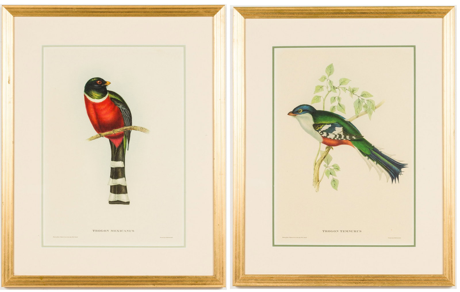 Two Gould Bird Lithographs, 19th C (1 of 13)