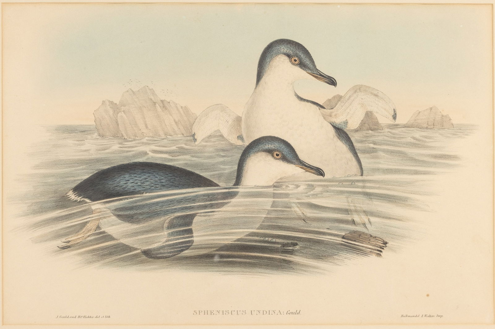 Gould and Richter Lithograph of Penguins: Description: Gould and Richter Lithograph of Penguins, inscribed 'J. Gould and H. C. Richter del et lith. Spheniscus Undia: Gould. Hullmandel & Walton Imp.' depicting two penguins in the sea with