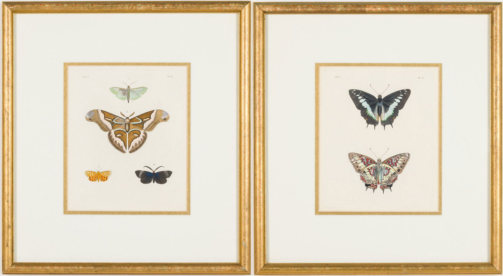 Pair of Butterfly Hand-Colored Engravings (1 of 12)