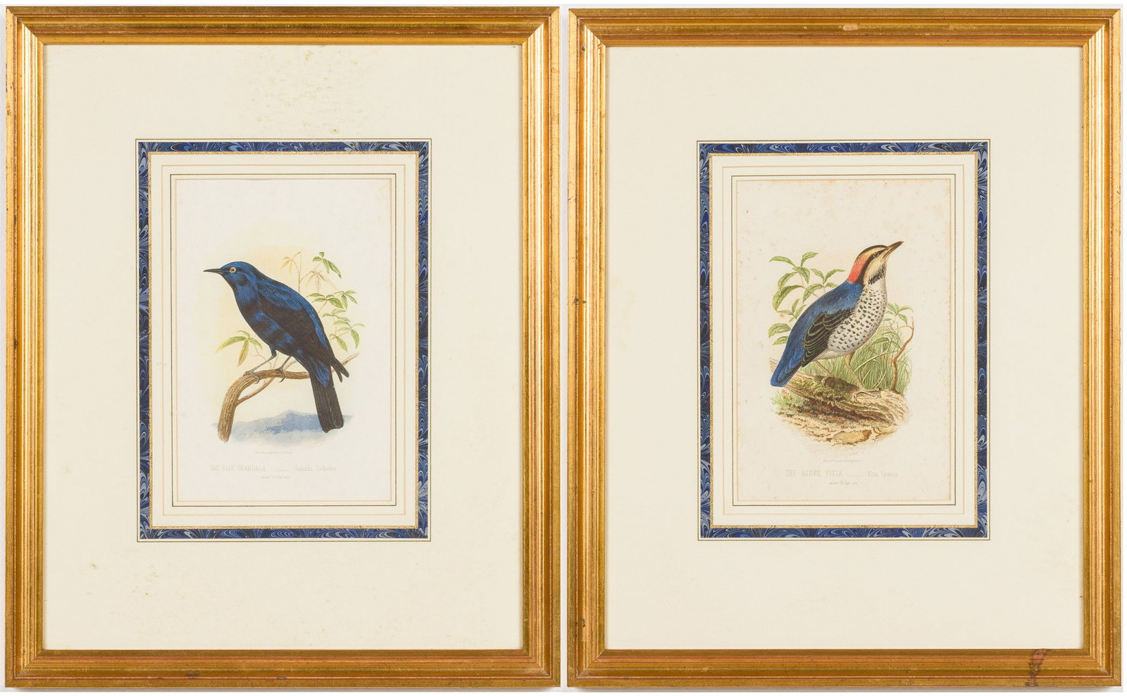 2 Cassell's Lithographs of Birds (1 of 13)