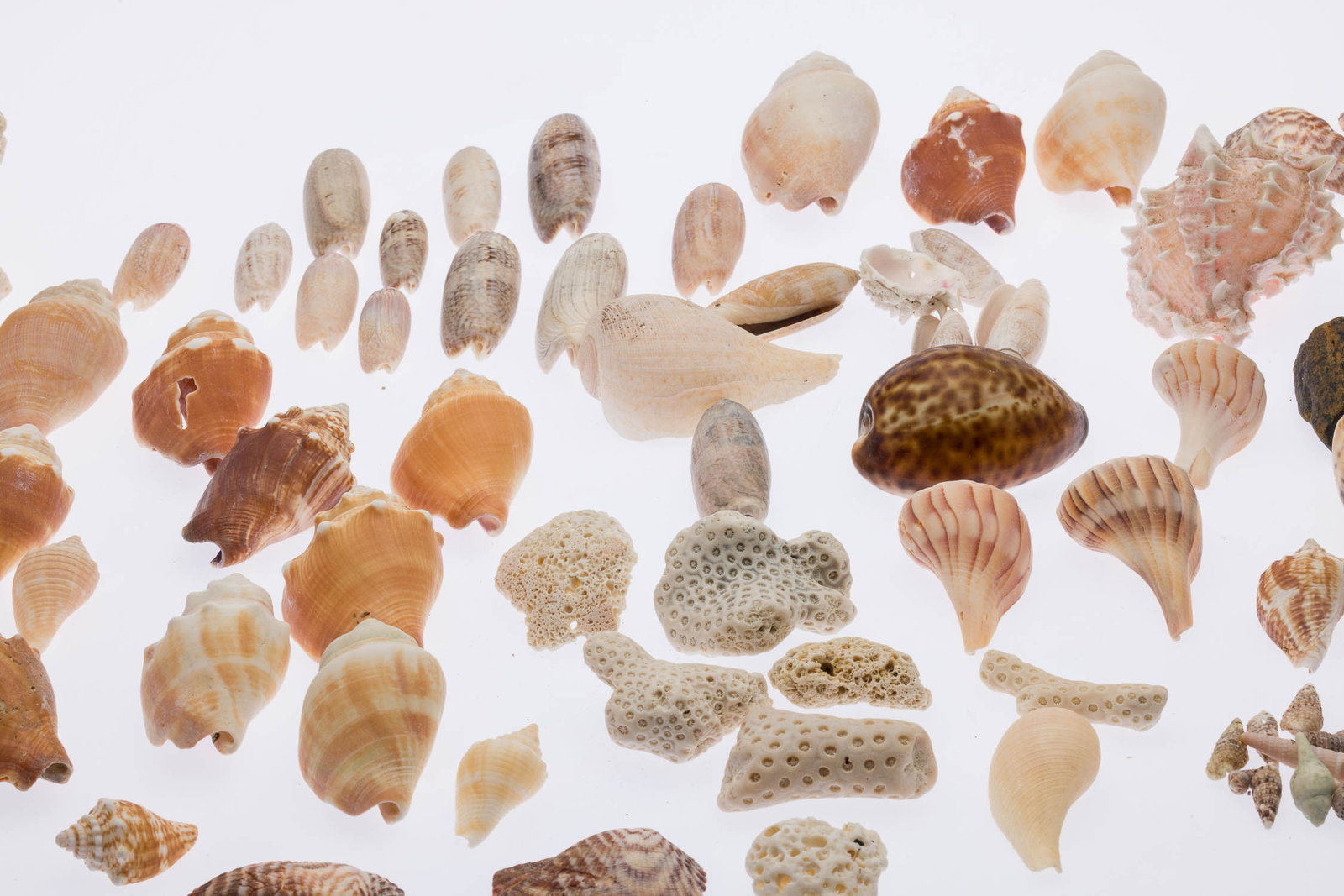 Large Group of Sea Shells (1 of 13)