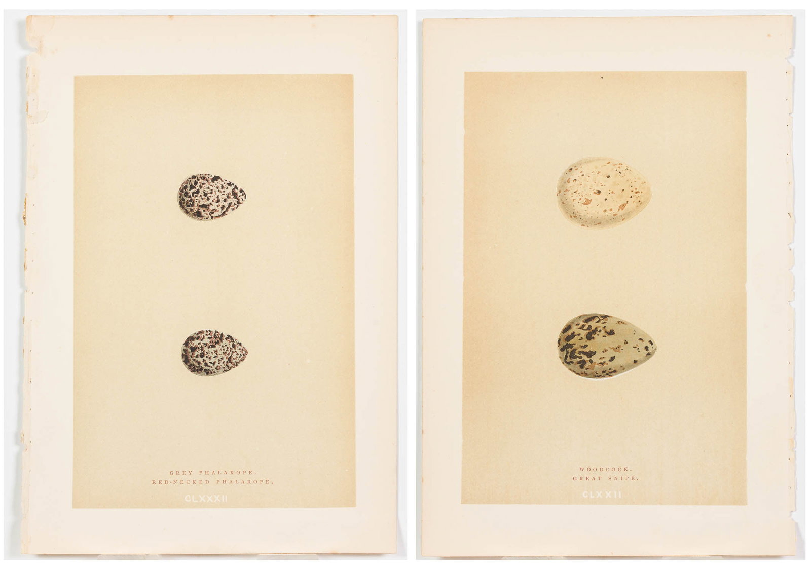 Two Prints of Eggs by Rev. F.O. Morris (1 of 8)