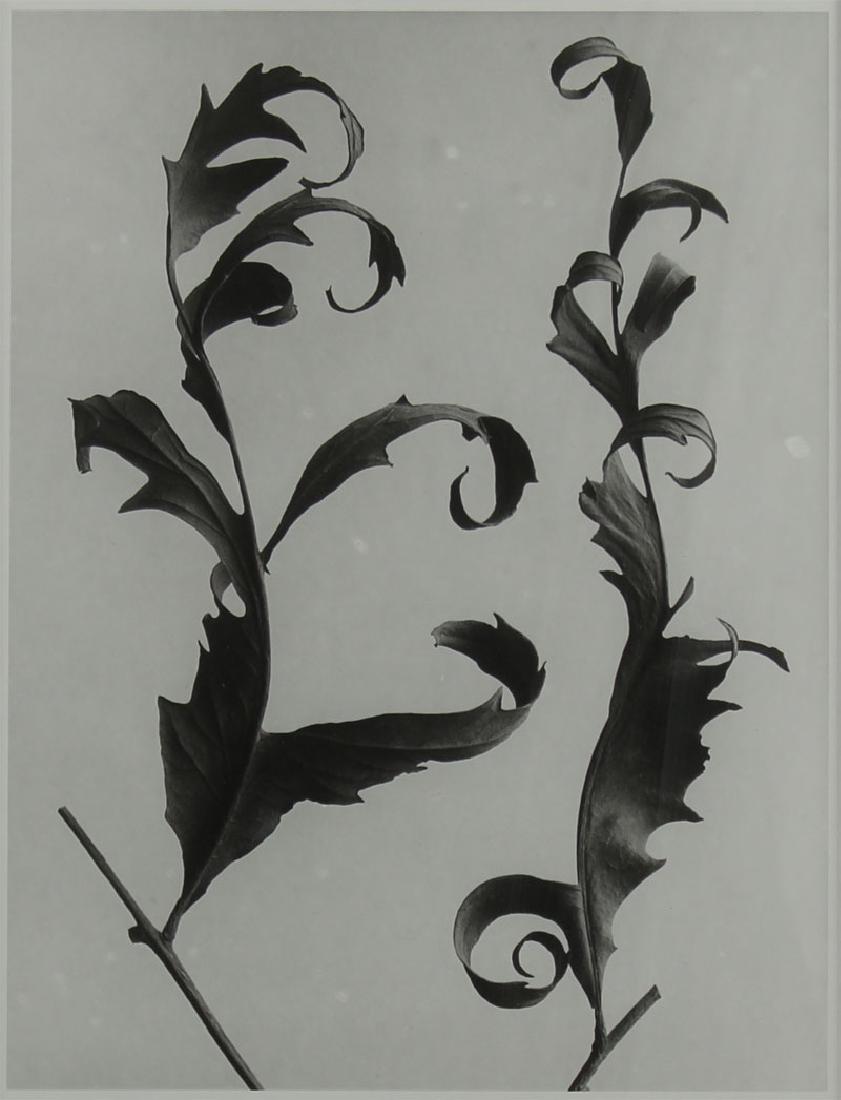 Karl Blossfeldt (1865-1932) German: LACINIATA FORM, 1995, gelatin silver print, numbered 3/25, size 11 x 8 ½”, framed. Provenance: Kohn Turner Gallery, Los Angeles.