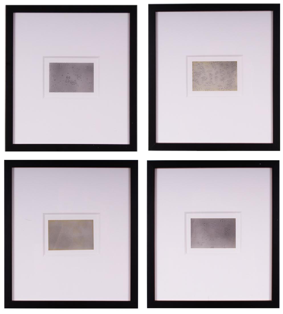 Arturo Herrera (b. 1959) Venezuelan (four): WATER & OIL DRAWINGS, 1996, four gelatin silver photograms, each signed and dated and inscribed AP (artist’s proof) on verso, images 2 ¼ x 3 ½”, sheets 10 x 8”, frames 11 x 10”. From the col