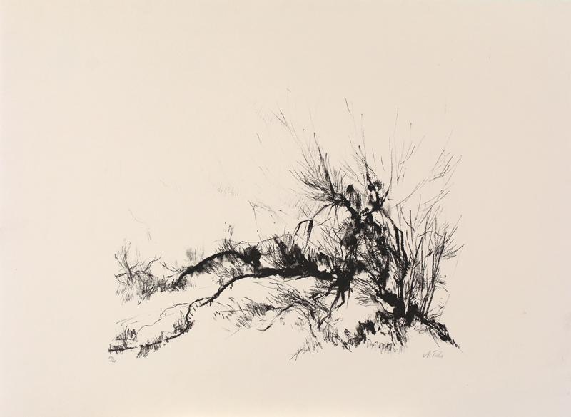 Anna Ticho (1894-1980) Czech Republic: BUSH IN JUDEA, lithograph, signed in pencil, numbered 10/60, sheet 22 ¼ x 30”. Gallery Retail $1250