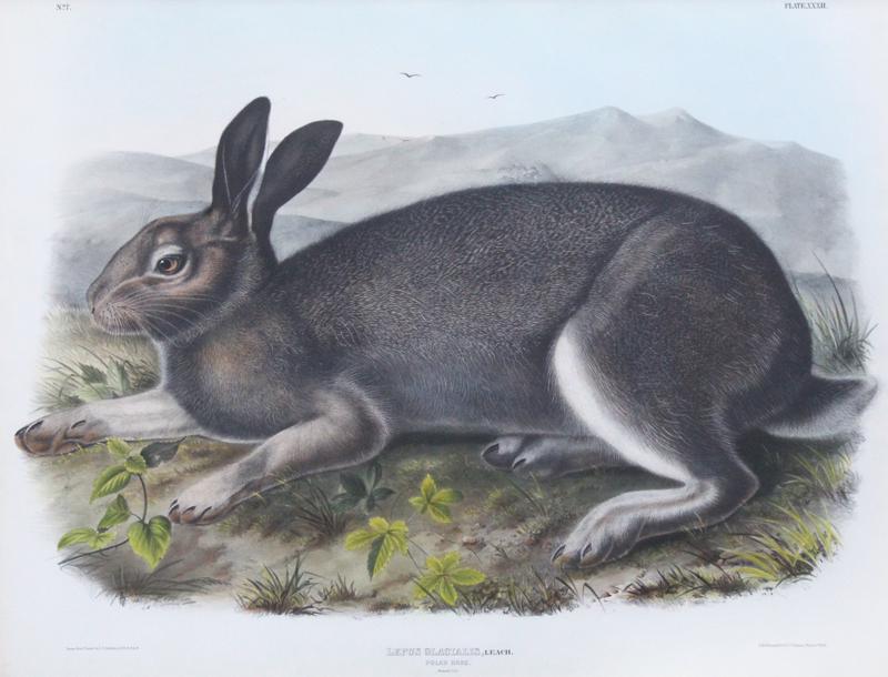 after John James Audubon (1785-1851) American (1 of 3)